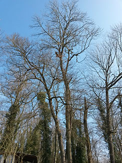 elagage abattage d'arbre coulommiers 77120 seine et marne