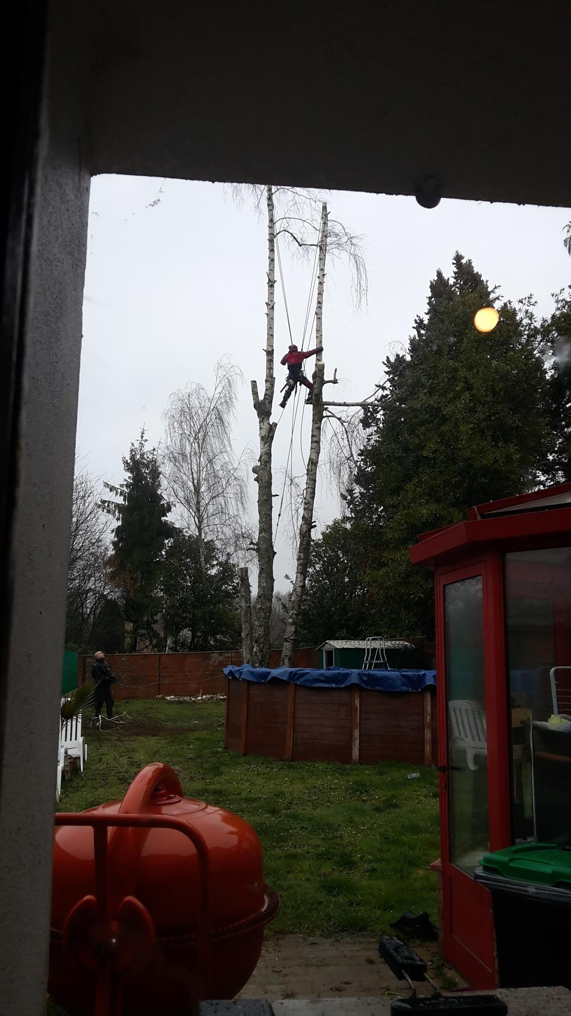 elagage abattage d'arbre coulommiers 77120 seine et marne