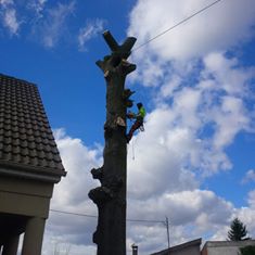 elagage abattage d'arbre coulommiers 77120 seine et marne